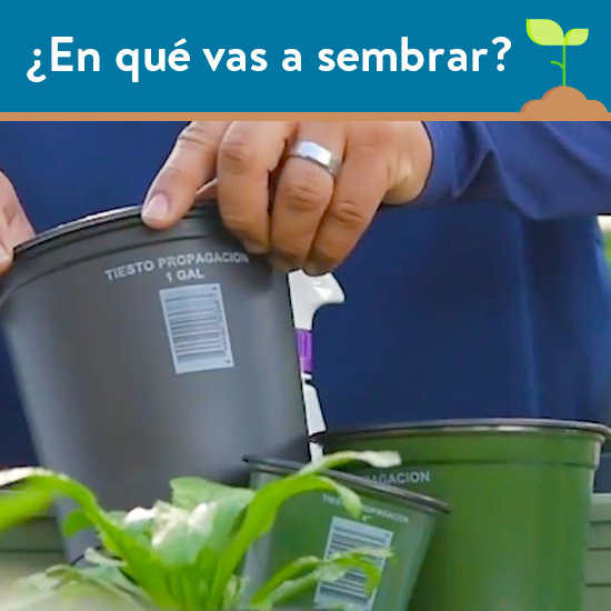 en que vas a sembrar